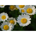 Parthenolide CAS No 29552-41-8 Feverfew Extract